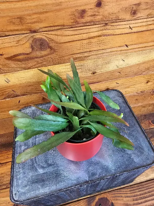 Pseudoripsalis Red Oval Orchid Cactus, 4″ Plant