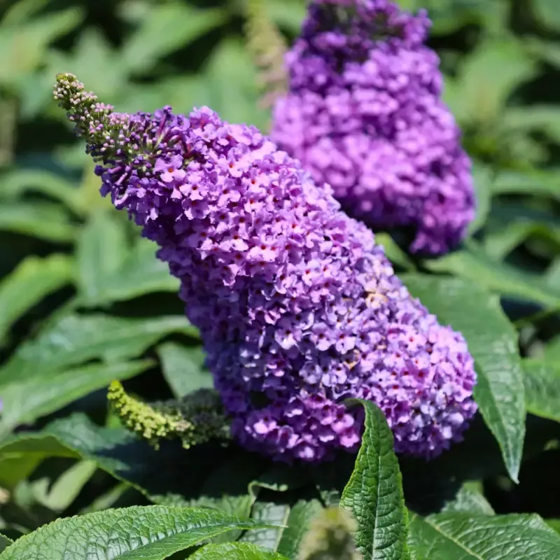Pugster™ Amethyst Butterfly Bush