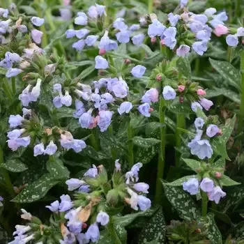 Pulmonaria ‘Twinkle Toes’ Lungwort