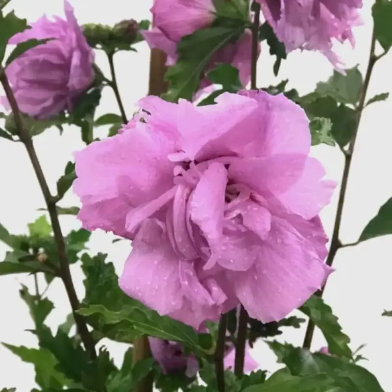 Purple AltheaTree