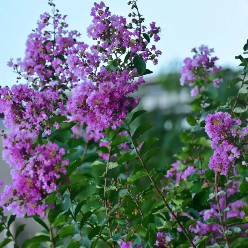 Purple Crape Myrtle Tree (Muskogee)