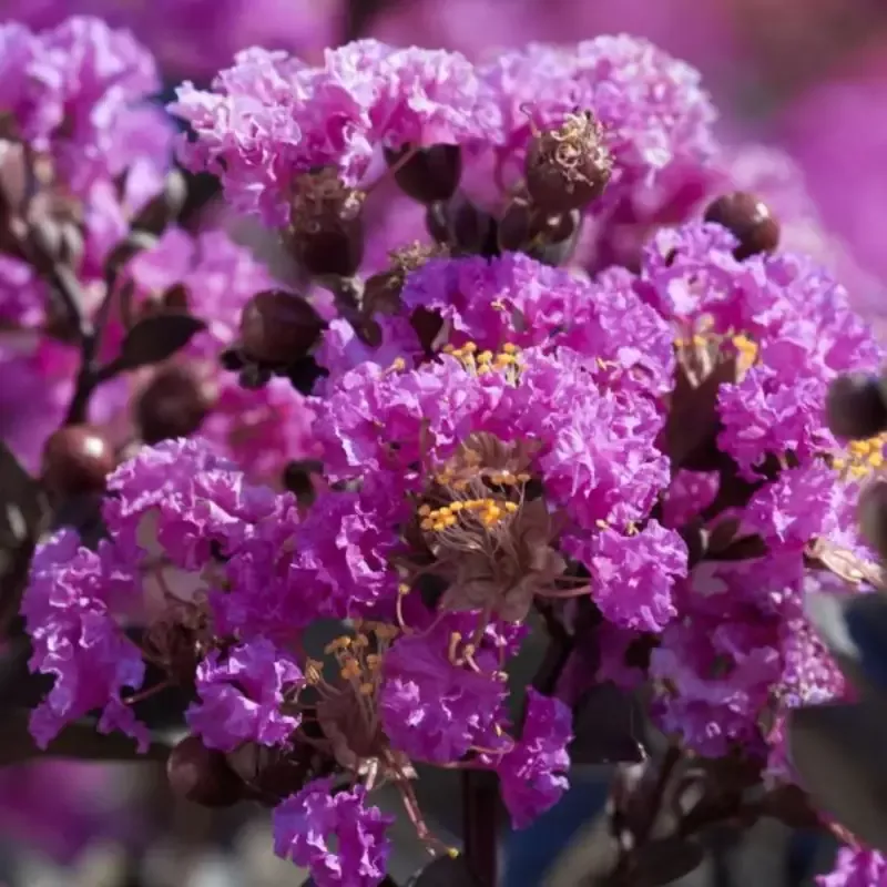 Purple Crape Myrtle Tree