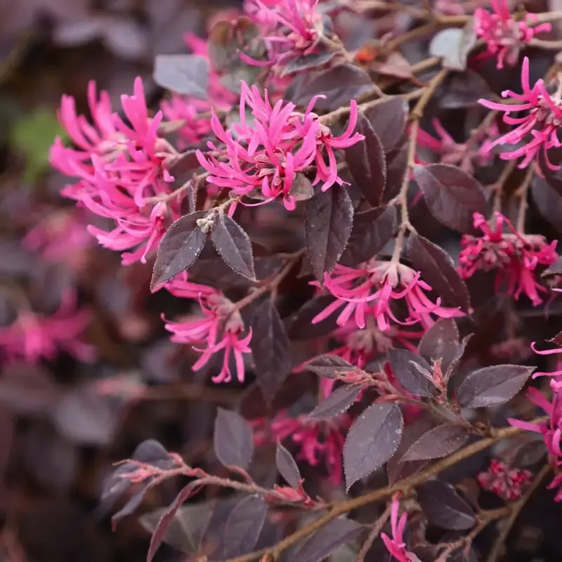 Purple Daydream Loropetalum
