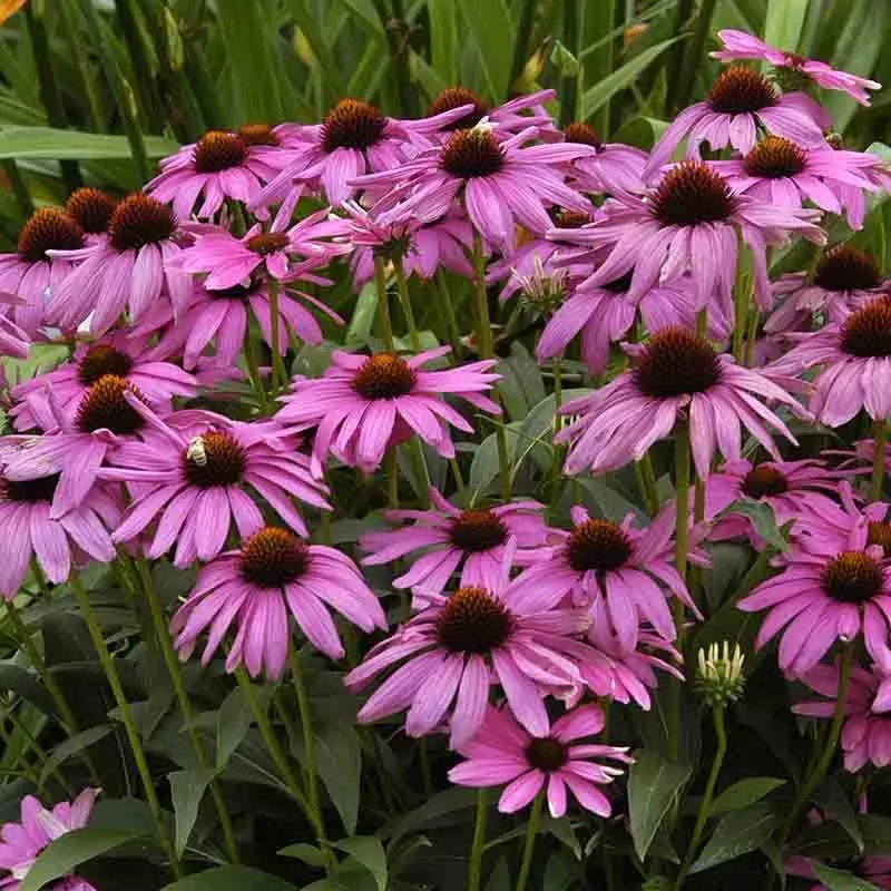 ‘Purple Emperor’ Coneflower (Echinacea)