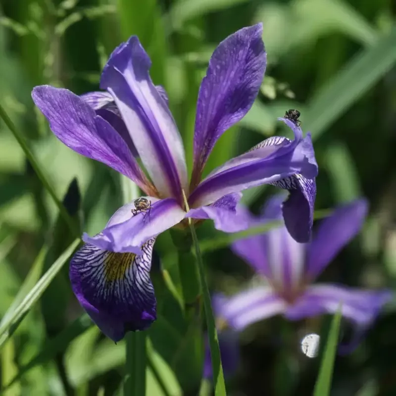 ‘Purple Flame’ Blue Flag Iris