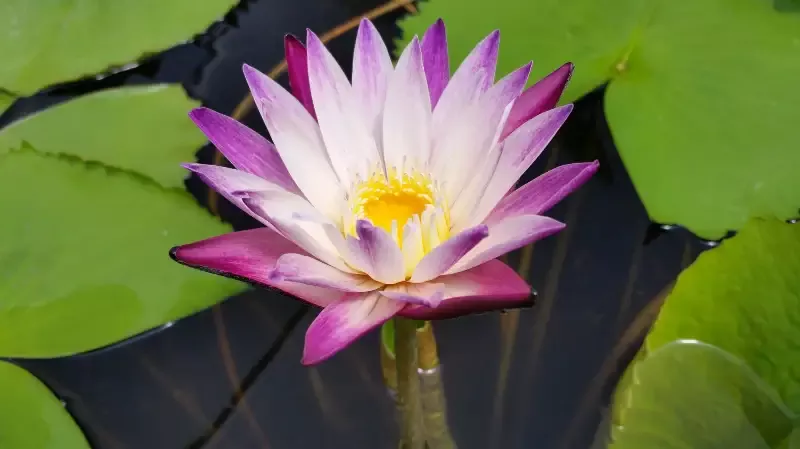 Purple Joy – Day Blooming Tropical Lily