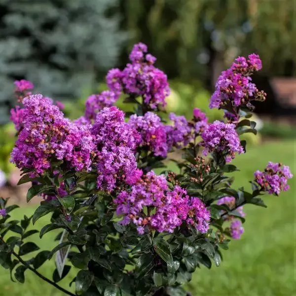 Purple Magic Crape Myrtle