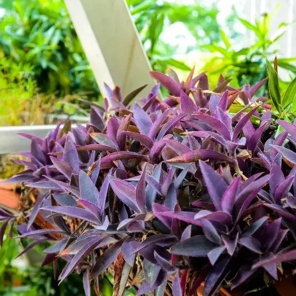 Purple Queen Setcreasea