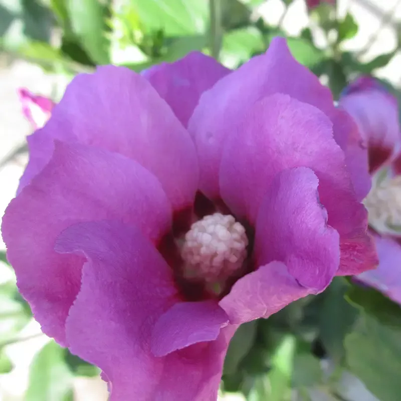 Purple Satin™ Rose of Sharon