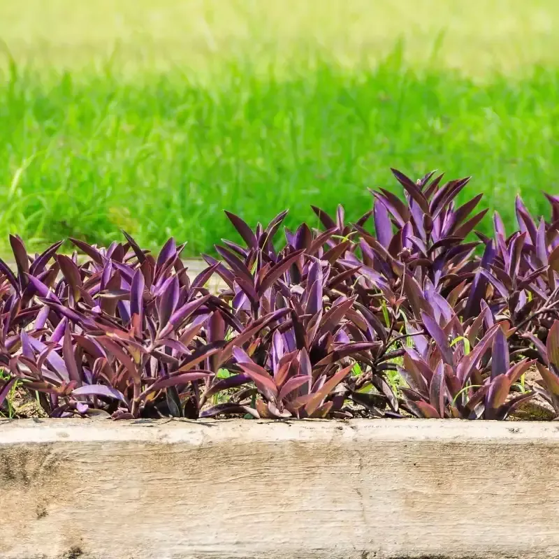 Purple Spiderwort
