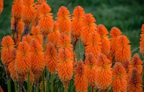 Pyromania ‘Orange Blaze’ Red Hot Poker
