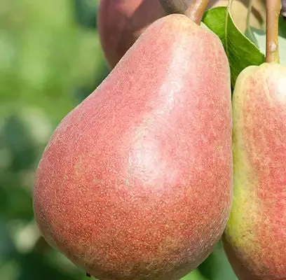 Pyrus- Parker Pear – 5 Gallon