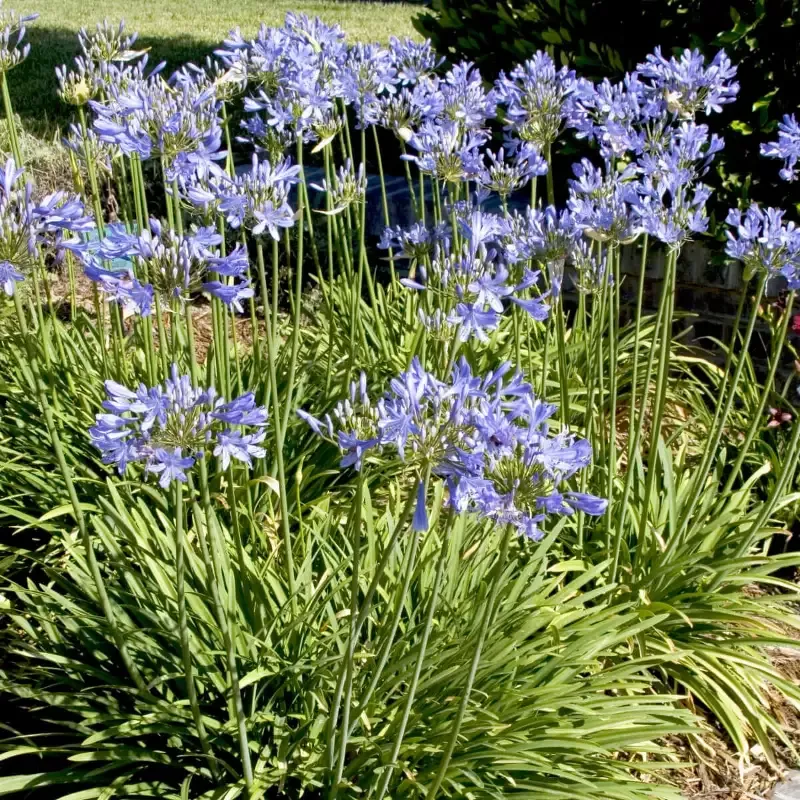 Queen Anne Agapanthus