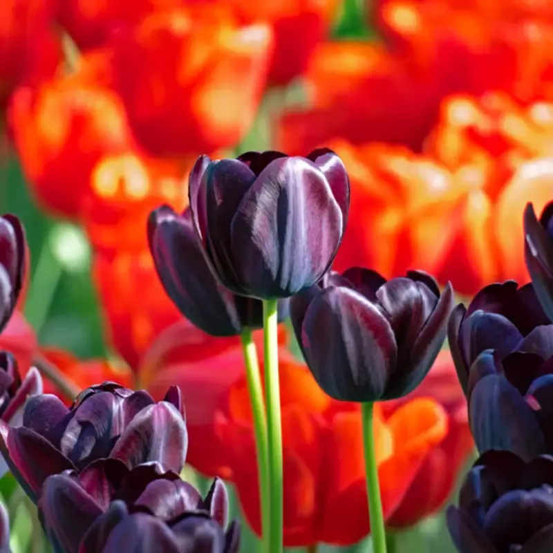 ‘Queen of Night’ Tulip