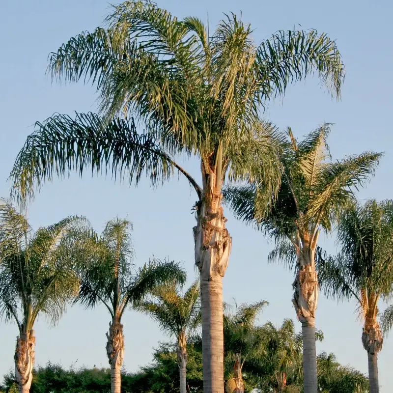 Queen Palm Tree