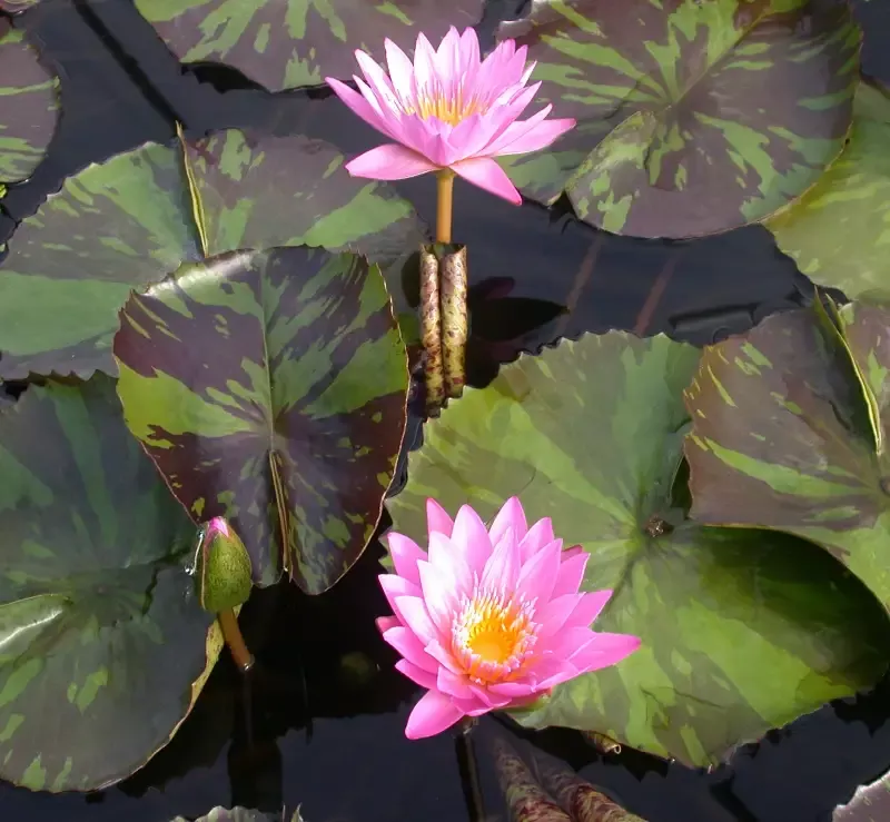 Queen of Siam – Day Blooming Tropical Lily