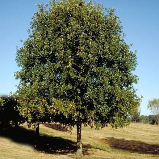Quercus lyrata #3