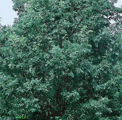 Quercus- White Oak – 10 Gallon