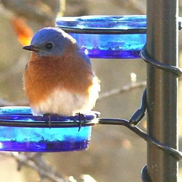 Quick-Connect Glass Mealworm Feeder Set