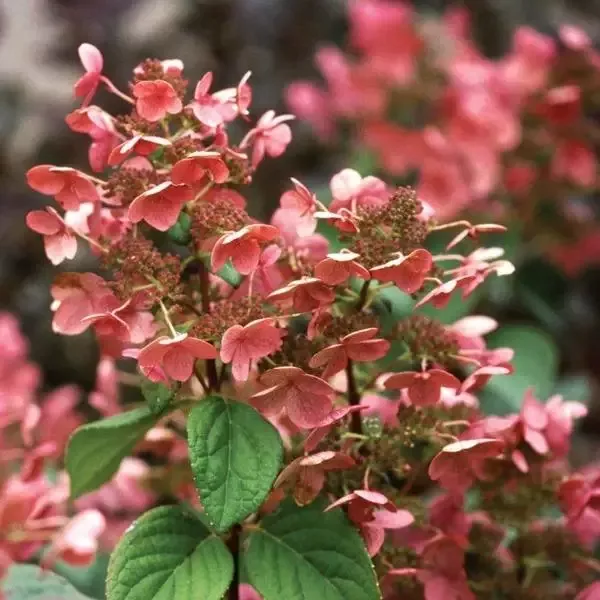 Quick Fire™ Hydrangea