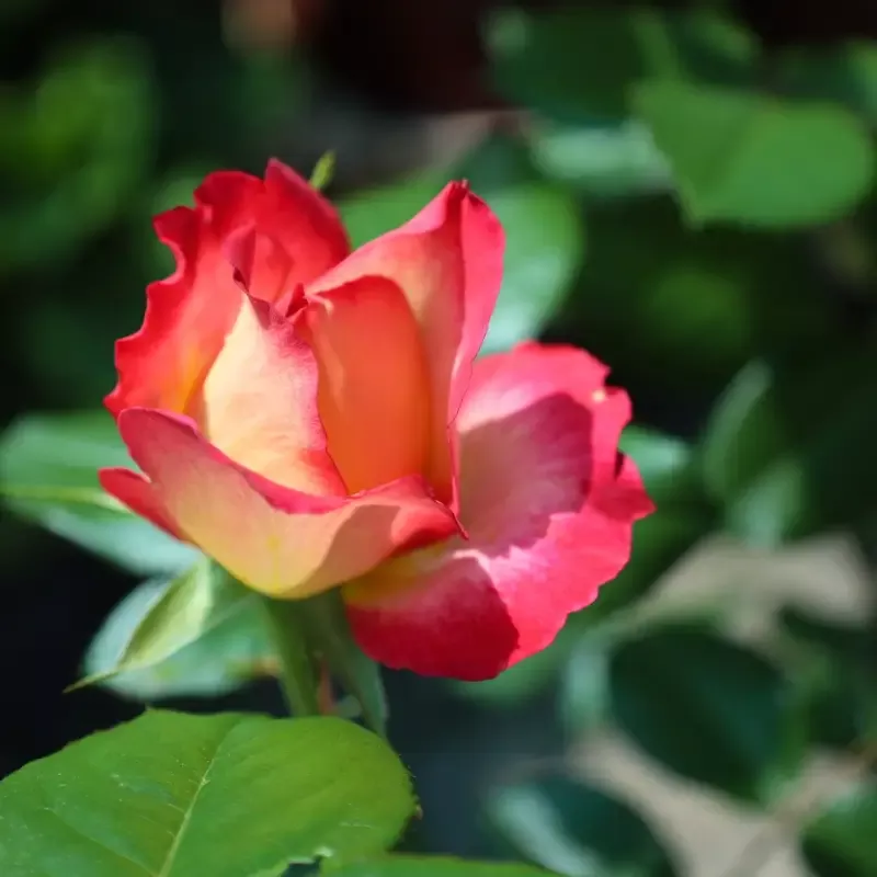 Rainbow Sorbet Floribunda Rose – Tree Form