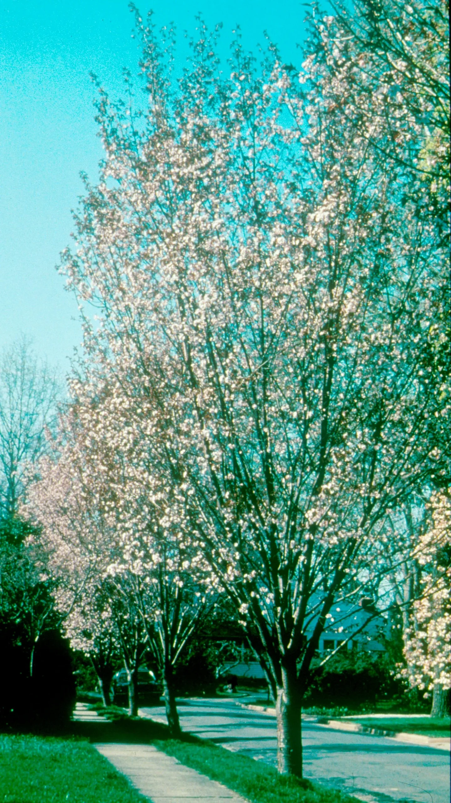 Rancho Sargent Cherry