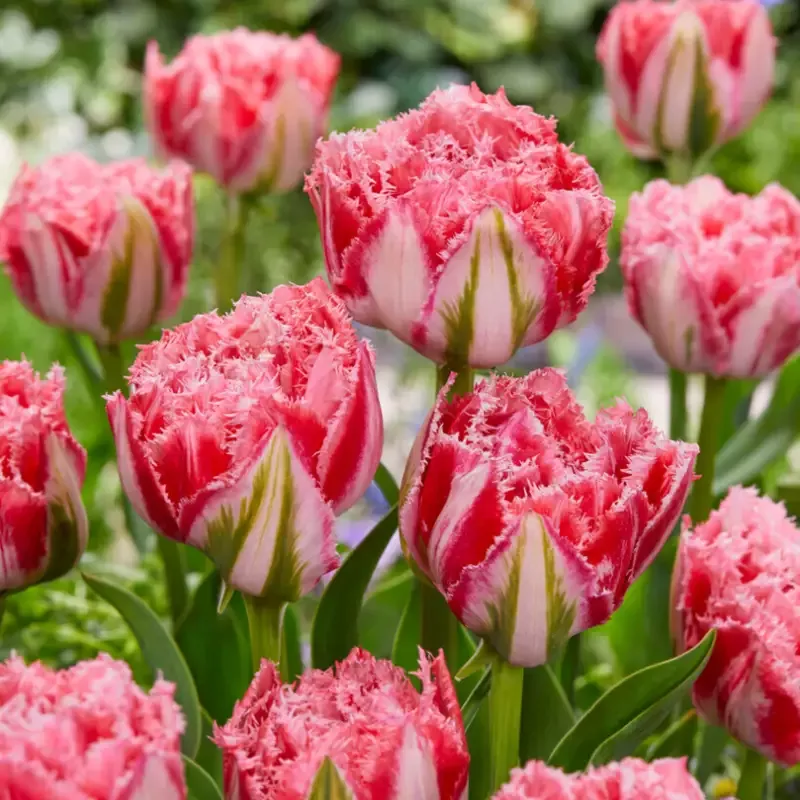 ‘Ranomi’ Fringed Tulip