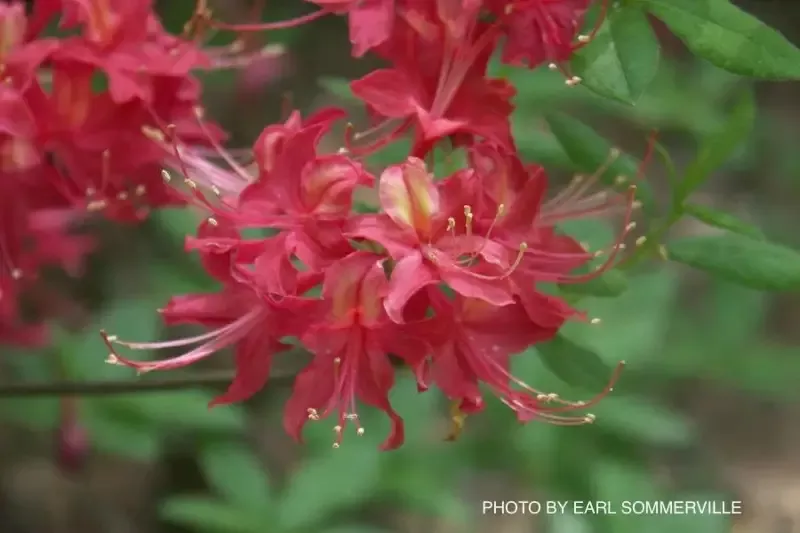 ‘Razzberry’ Azalea, Rhododendron ‘Razzberry’