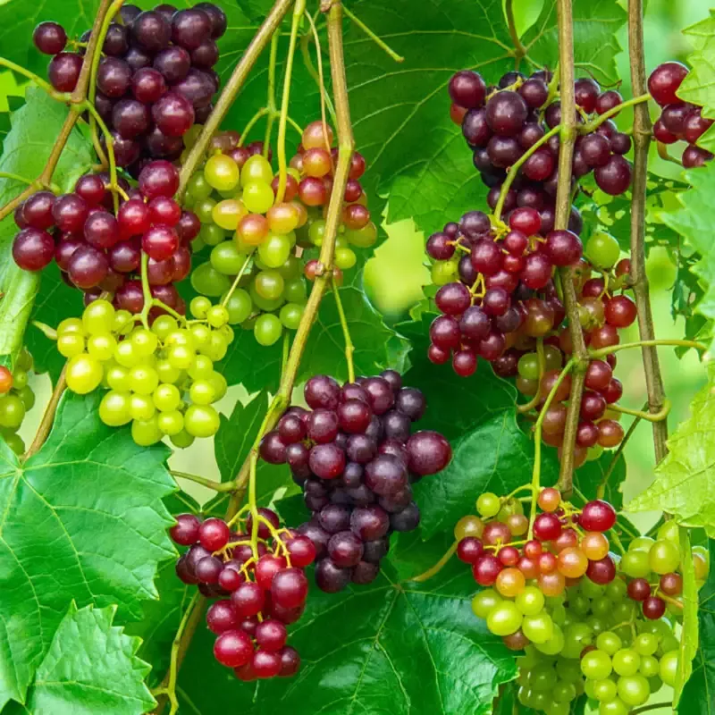 Razzmatazz Grape Vine