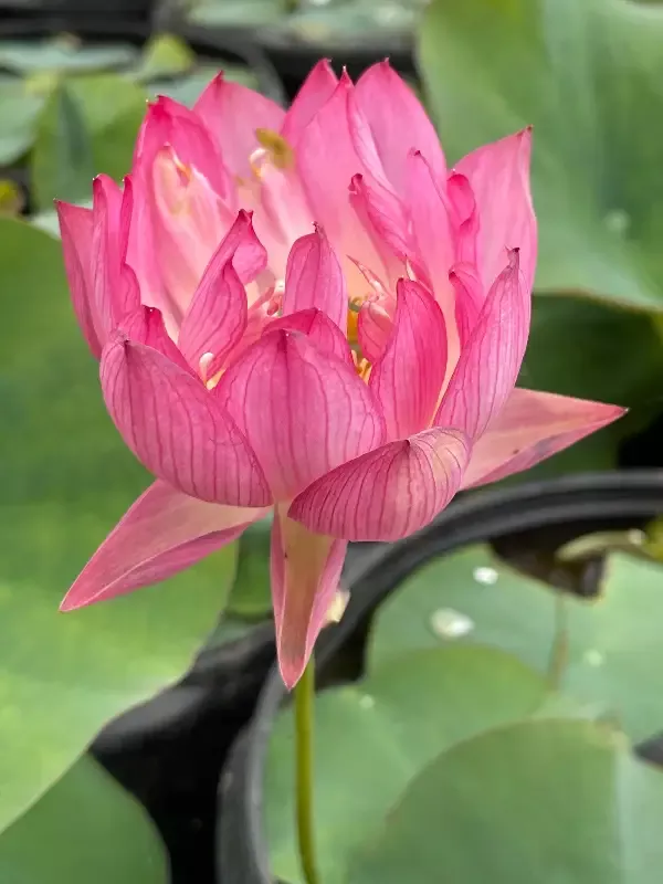 Red At Sunset – Lotus