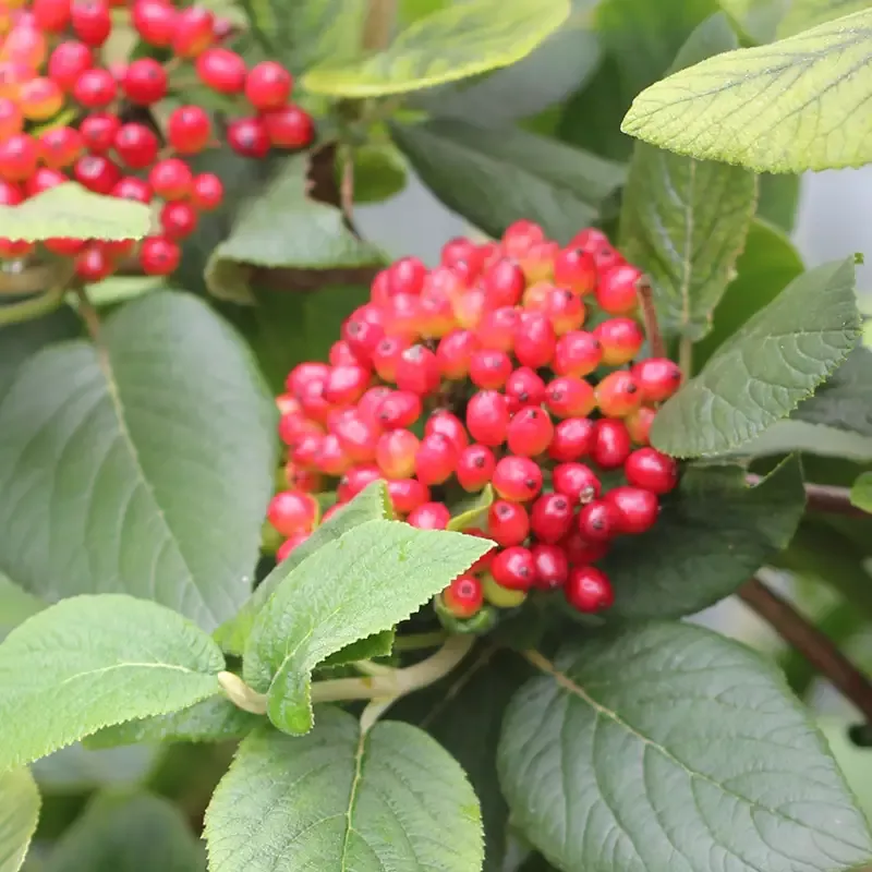 Red Balloon™ Lantanaphyllum Viburnum