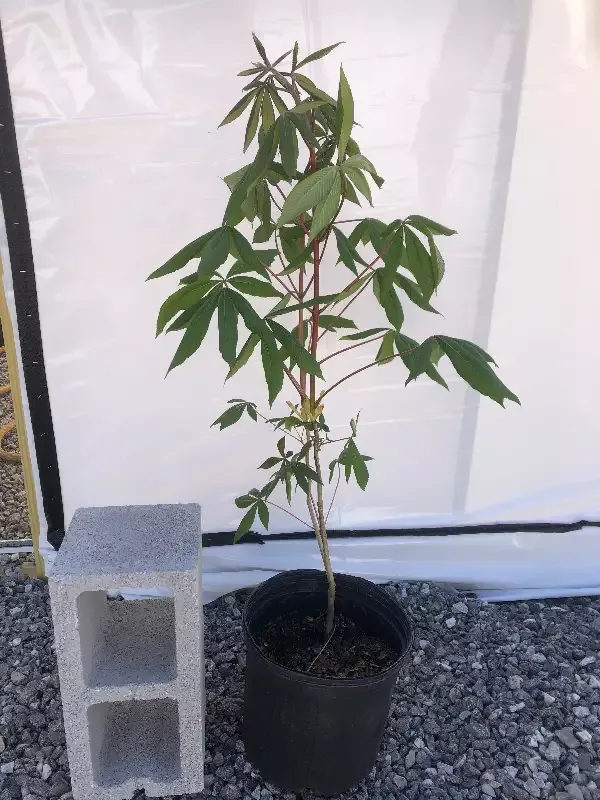 Red Buckeye, Aesculus pavia