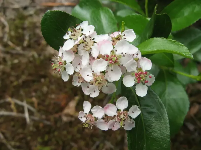 Red Chokeberry, Aronia arbutifolia
