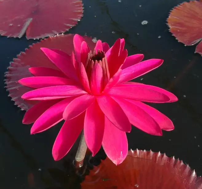 Red Cup – Night Blooming Tropical Lily