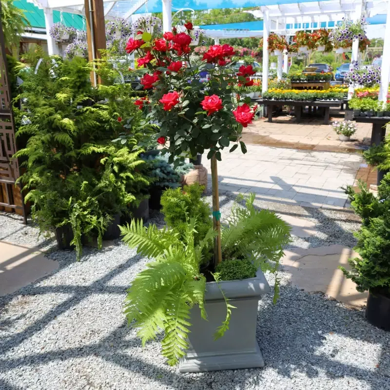 Red Double Knock Out™ Rose – Tree Form