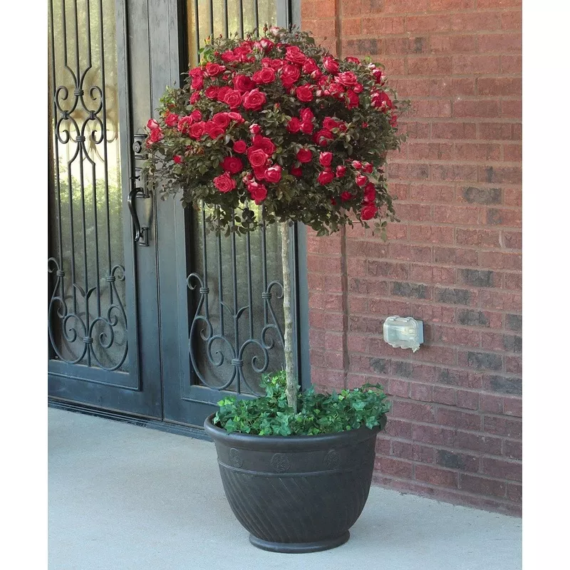 Red Drift Rose (Tree Form)