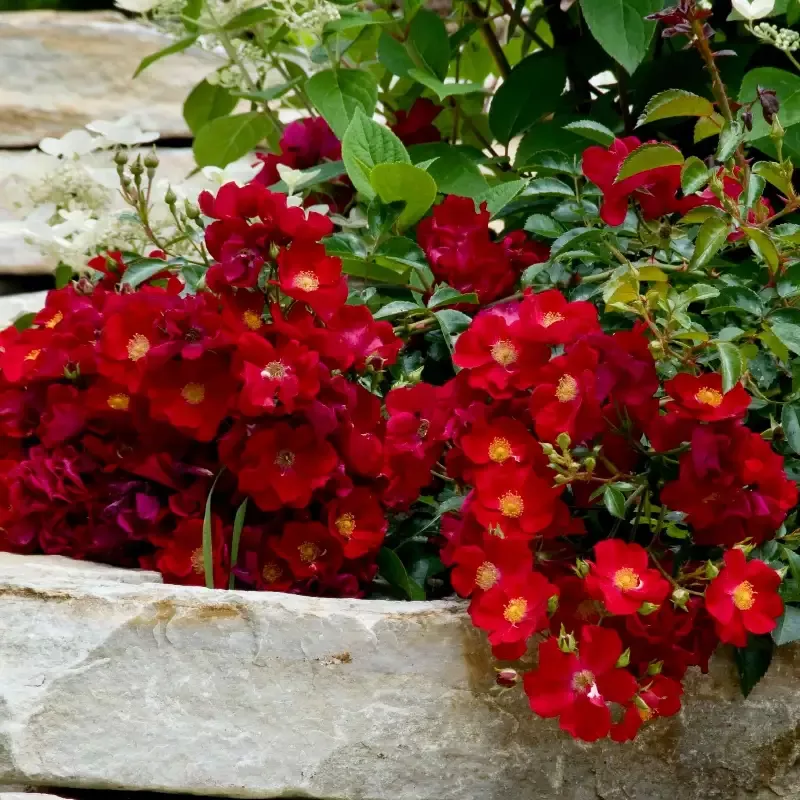 Red Flower Carpet Rose