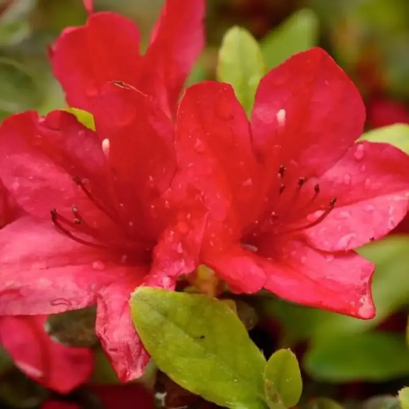 Red Formosa Hybrid Azalea
