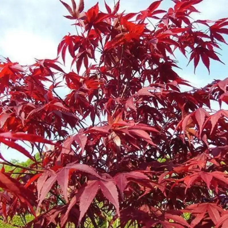 Red Japanese Maple