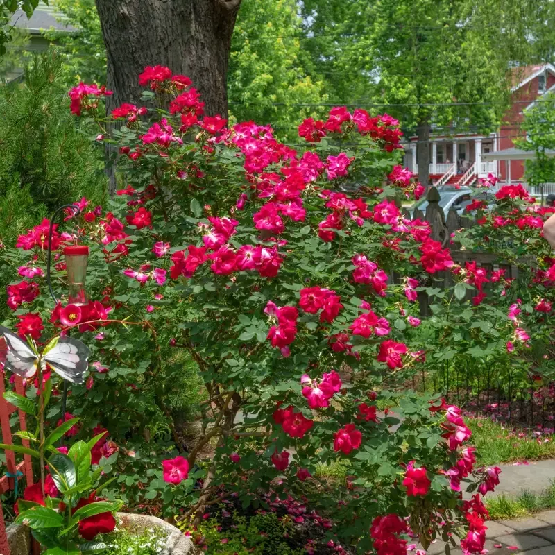Red Knock Out™ Rose