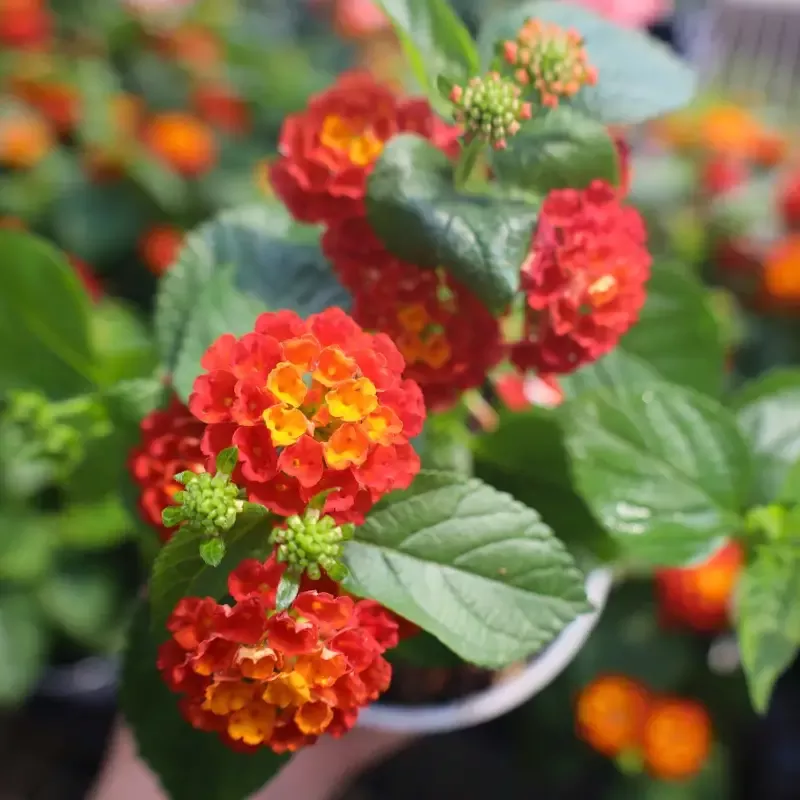 Red Lantana