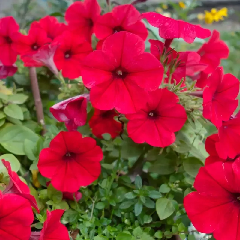 Red Petunia