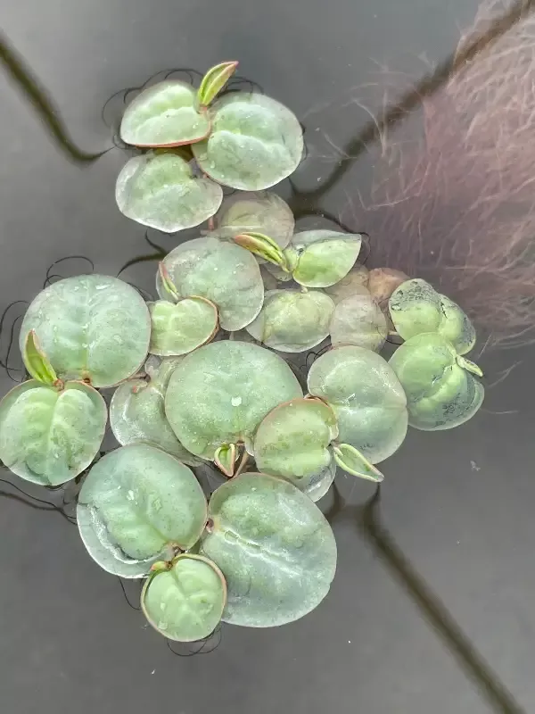 “Red Root Floater”