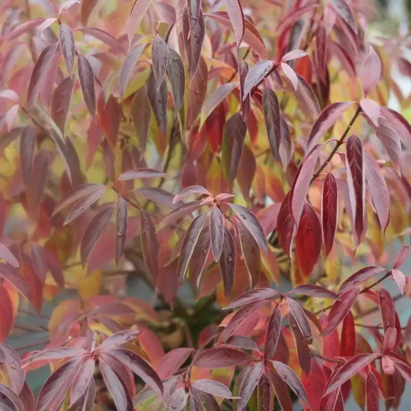 Red Rover™ Silky Dogwood