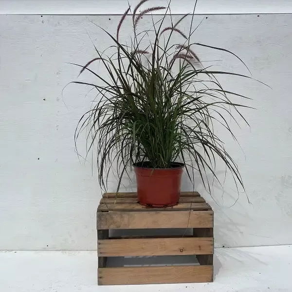 Red Rubrum Ornamental Grass, 9-Inch Pot