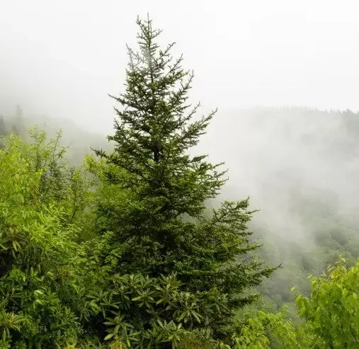 Red Spruce, Picea rubens
