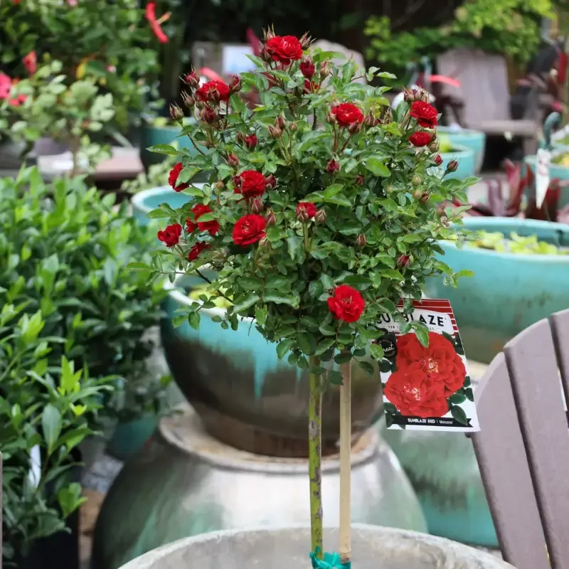 Red Sunblaze™ Miniature Rose – Tree Form