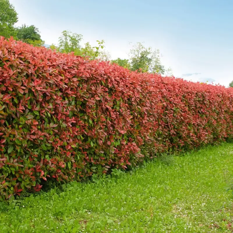 Red Tip Photinia