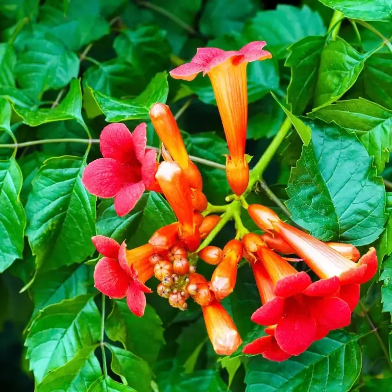 Red Trumpet Vine