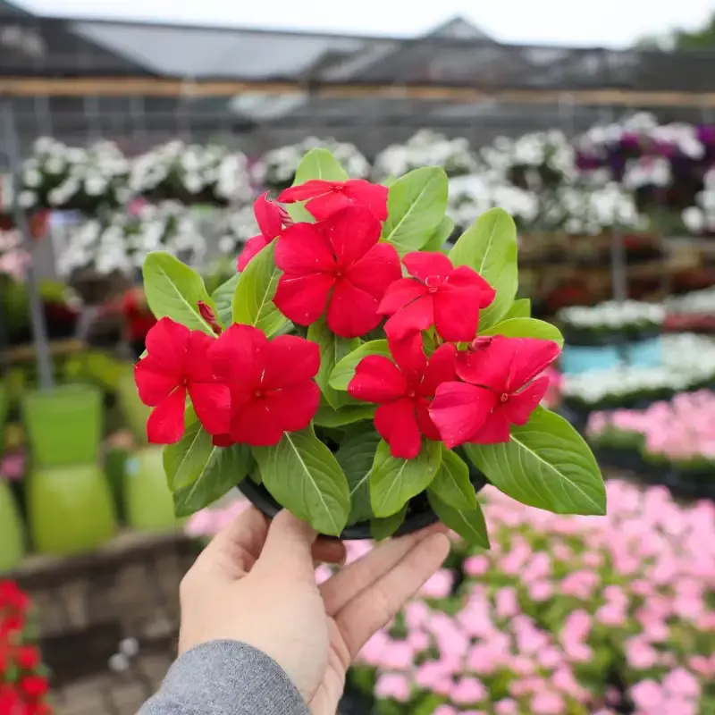 Red Vinca